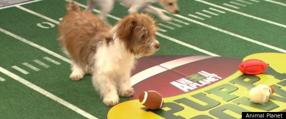 Puppy Bowl