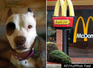 Mcdonalds Pit Bull