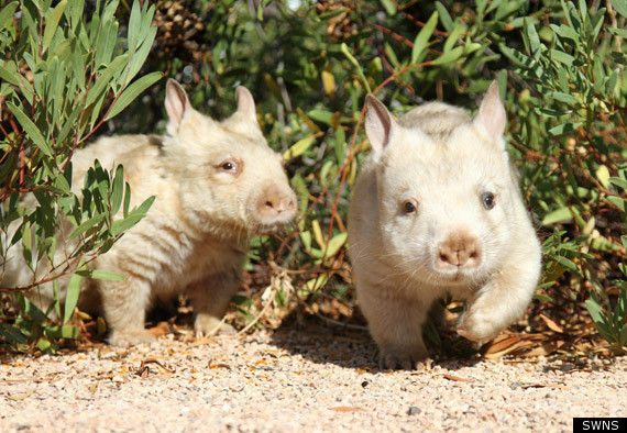 White Wombat, Albino Southern Hairy-Nosed Marsupial ...