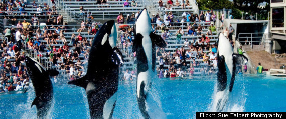 Orca Sea World