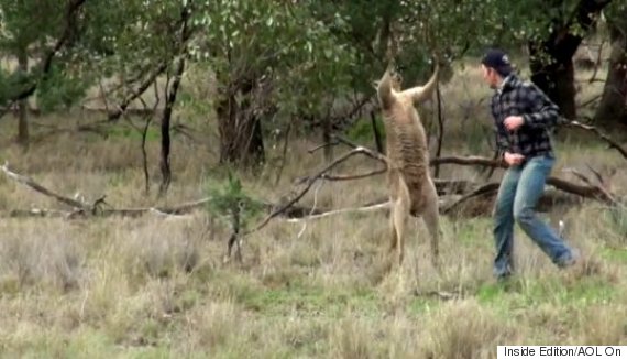 kangaroo punch kangaroo punch images search kangaroo punch kangaroo punch images search