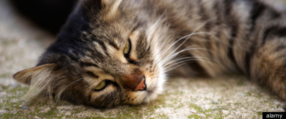 Cats