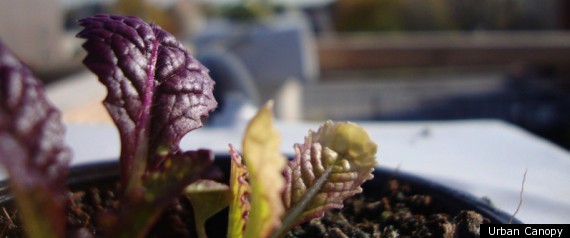 Chicago Urban Farming Rooftop