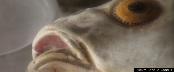 Poisson Insolite Prof Etudiant Deodorisant