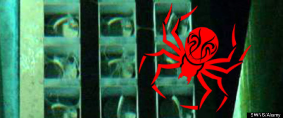 Mutant Spider