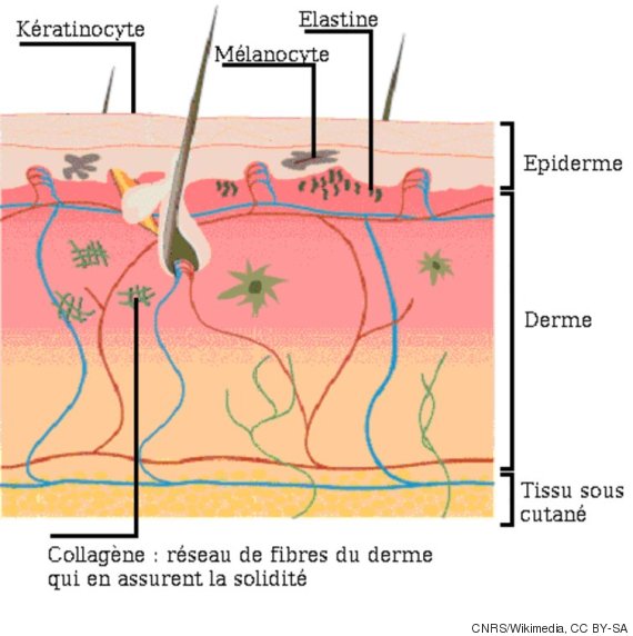 hormone