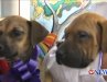 PUPPIES ER