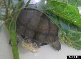 PHOTOS: Local Turtles Up For Adoption