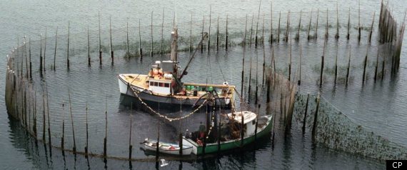 3 N.B. Fishermen Plucked From Burning Boat