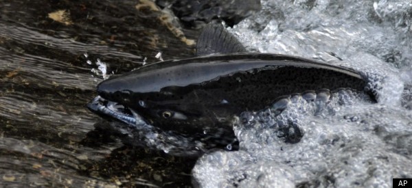 Many Salmon In The Wild Aren't Actually Wild