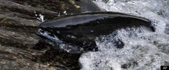 Chinook Salmon Population