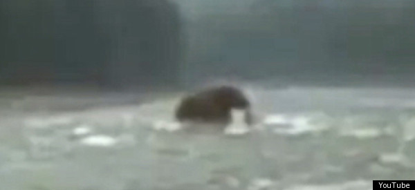 Woolly Mammoth Allegedly Caught On Video In Siberia 
