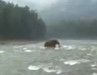 WOOLLY MAMMOTH