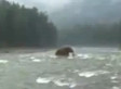 Woolly Mammoth Allegedly Caught On Video In Siberia 