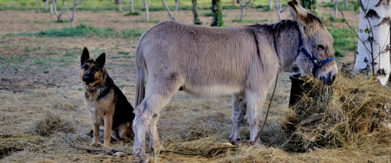 تستخدم كطعام وفي المنشطات الجنسية ببعض الدول.. مصر تتحفظ على تصدير الكلاب بعدما وافقت على تصدير الحمير
