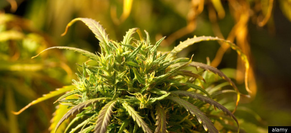 10 Years In Japanese Prison For Pot-Infused Treats?