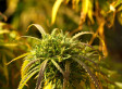 10 Years In Japanese Prison For Pot-Infused Treats?