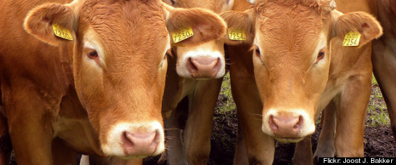 Marin Mad Cow