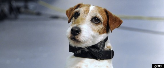Uggie The Dog