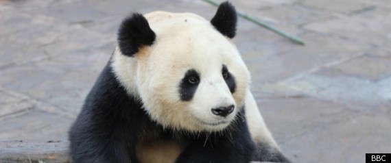Wild About Pandas