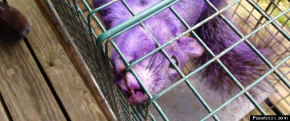 Purple Squirrel