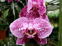 Orchids