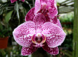 Everything You Need To Know About Orchids