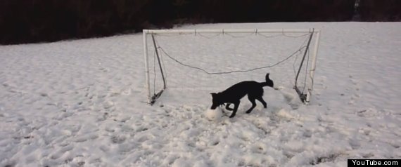 Dog Goalkeeper