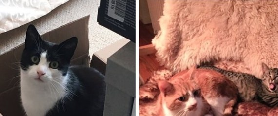 "هذا القط يعرف أكثر".. كيف واجه الألمان شائعات الإرهاب بعد حادث شاحنة برلين