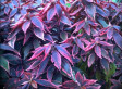 A Plant Whose Leaves Take Center Stage