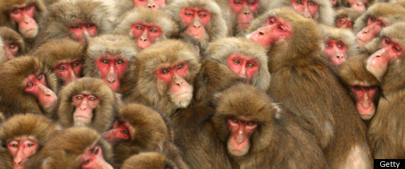 Monkeys