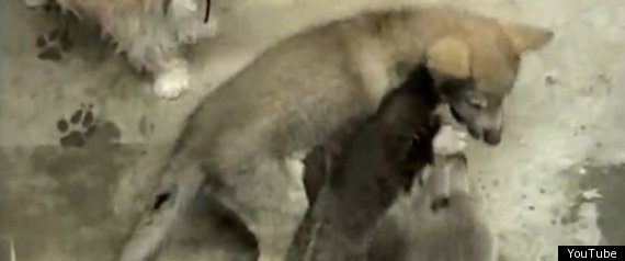 Grizzly Loup