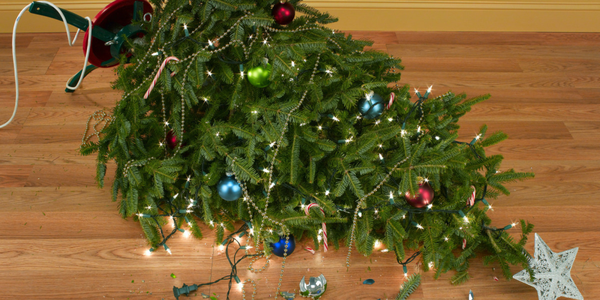 Plant A Tree This Christmas Instead of Cutting One Down HuffPost
