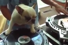 DJing dog