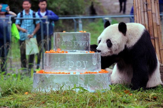 panda pan pan