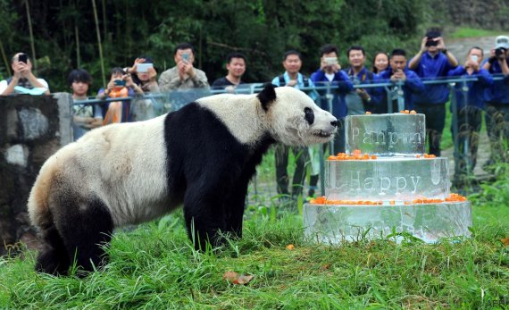 pan pan panda china