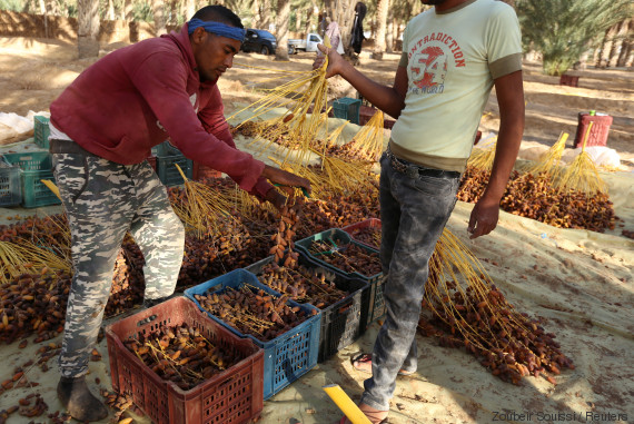 tunisia agriculture