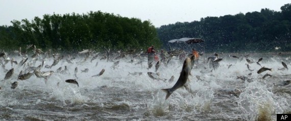 Shooting Asian Carp 92