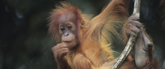 رغم امتلاكها مقوِّمات الحديث.. لماذا لا تستطيع القردة الكلام؟