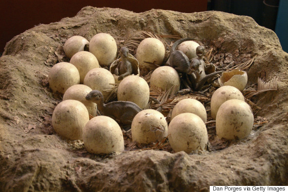 dinosaurs eggs