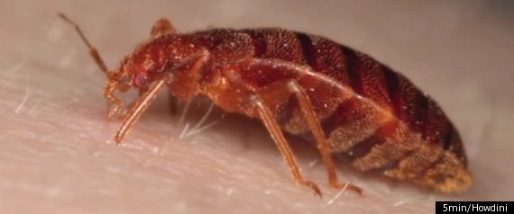 Bedbugs At School