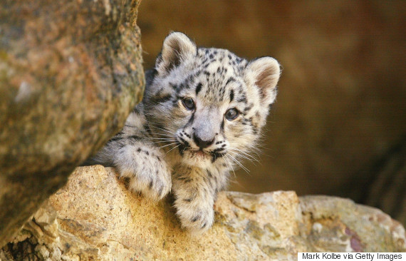 snow leopard cub at taronga zoo