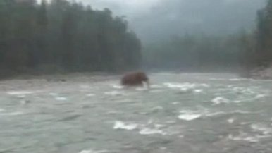 Alleged 'woolly mammoth' captured on video