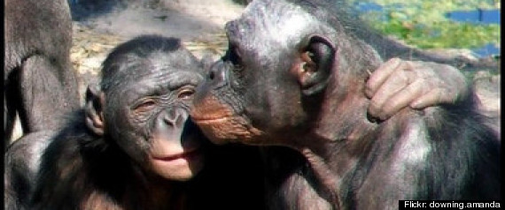 Bonobo Love