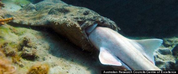 Shark Eats Shark