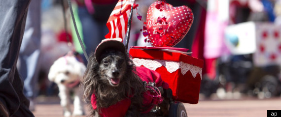 Vday Dog