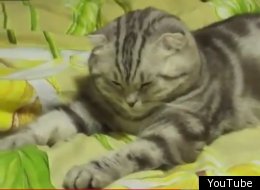 WATCH: Your New Spirit Animal