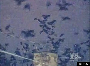 Birds Invade Town