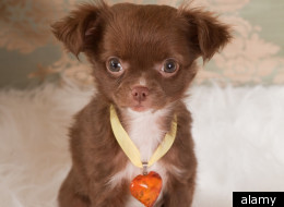 'My Dog Is My Valentine -- Is That So Wrong?'