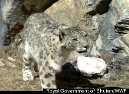 WATCH: Elusive Snow Leopards Seen Thriving In Bhutan Park